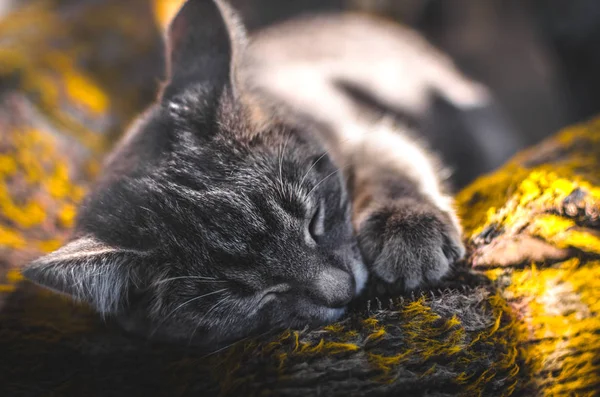 Mooi Klein Grijs Kitten Slaapt Zoet Achtertuin Herfst — Stockfoto