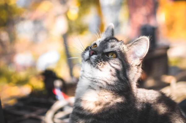 Kotě Snaží Chytit Žlutý List Krásném Pozadí — Stock fotografie