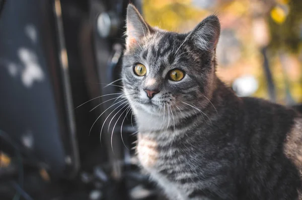 Pequeño Gatito Sorprendido Sobre Hermoso Fondo Brillante —  Fotos de Stock