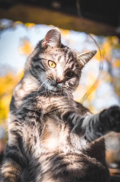 Überrascht Kleines Grau Gestromtes Kätzchen Herbstlicher Umgebung — Stockfoto