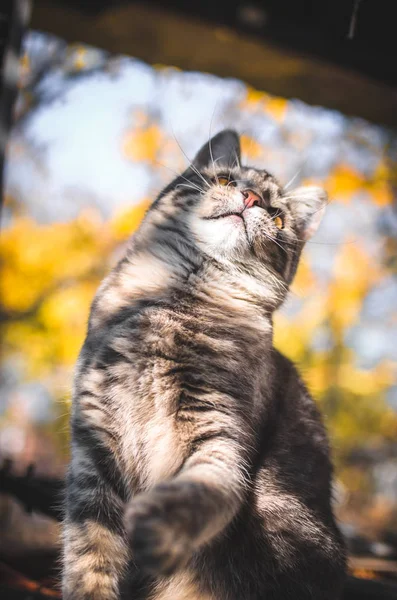 Gray Tabby Kotek Śmieszne Zdjęcie Pionowe Meme — Zdjęcie stockowe