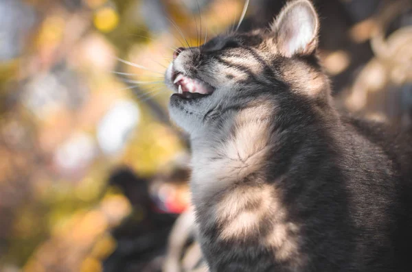 Rolig Tabby Kattunge Spelas Med Leksak Öppen Mun Meme Foto — Stockfoto