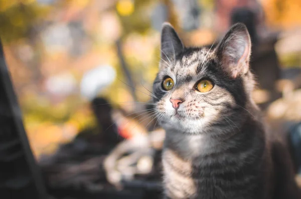 Vicces Tabby Cica Próbál Elkapni Egy Szál Játszott Mém Fotó — Stock Fotó