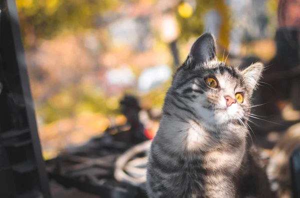 Śmieszne Tabby Kotek Próbuje Złapać Wątek Grać Meme Zdjęcie — Zdjęcie stockowe