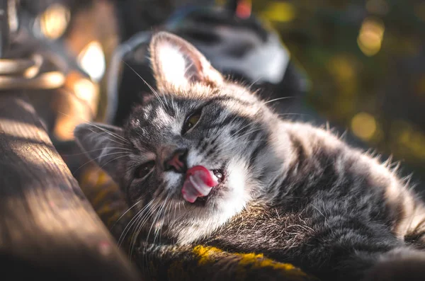 灰胖胖的小猫在温暖的光线下舔舔 — 图库照片