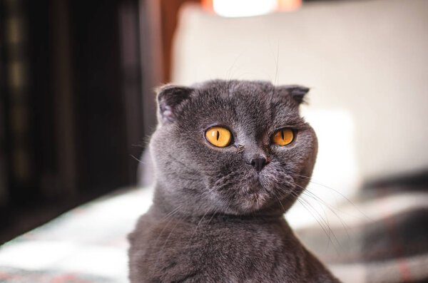 Domestic scottish fold cat in a warm atmosphere at home
