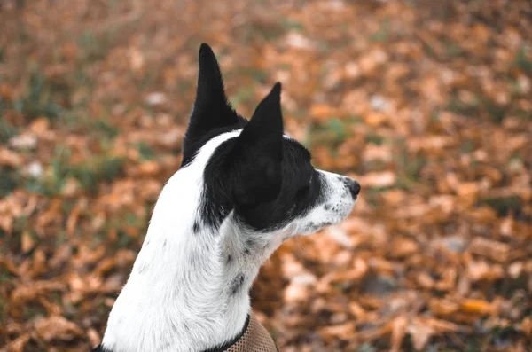 Basenji Σκυλί Στο Πλάι Ένα Φόντο Υγρό Γρασίδι — Φωτογραφία Αρχείου