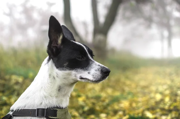 Basenji Dog Side Background Wet Grass — Stock Photo, Image