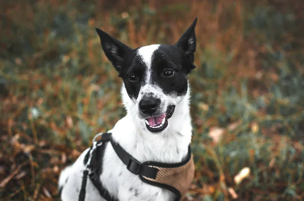 Scared basenji dog in the field