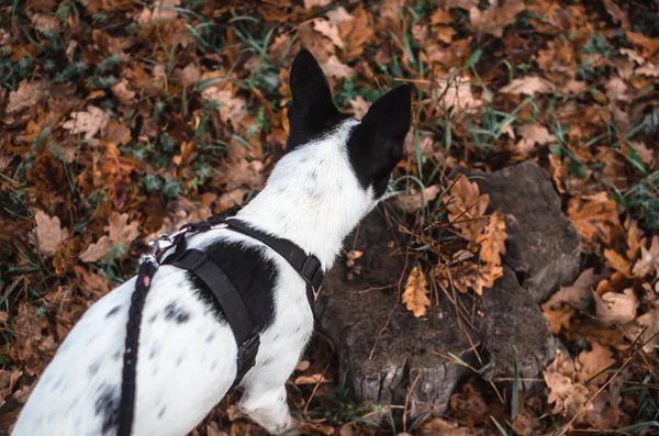Собака Басенджи Нюхает Листья Атмосферное Фото — стоковое фото
