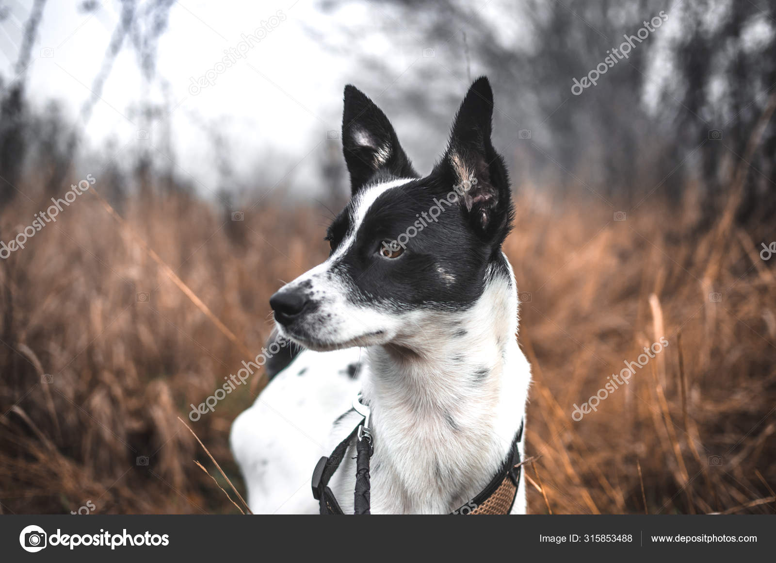 black and white basenji dog