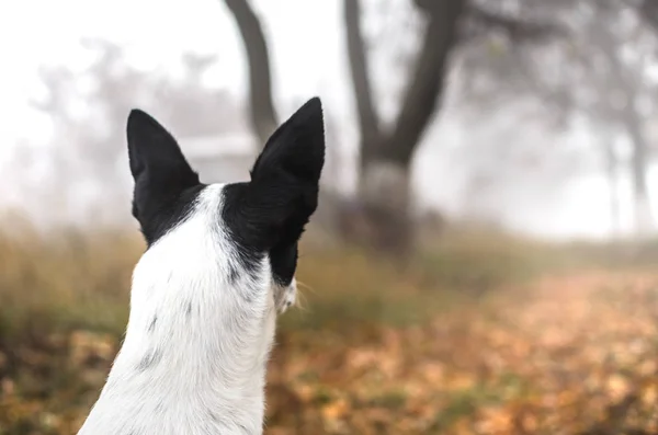 遠くの霧の中を馬仙寺犬が覗き込む — ストック写真