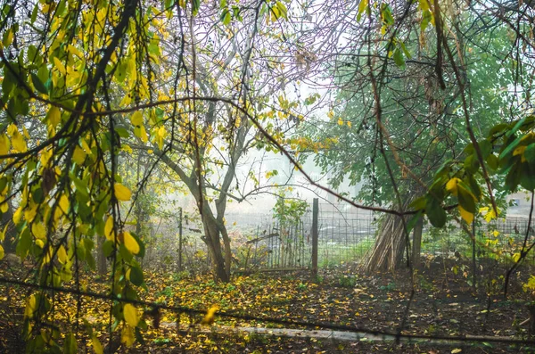 View of the thicket in the fog from the window