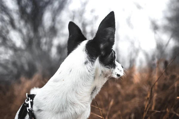 11月の野良犬を見送る — ストック写真