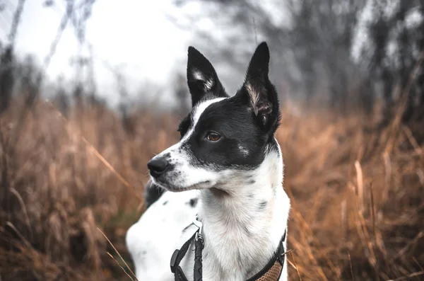 Портрет Черно Белой Басенджи Собаки Поле — стоковое фото