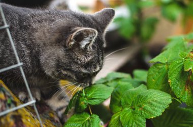Gri tekir kedicik kokluyor ve bir yaprak koparmaya çalışıyor.
