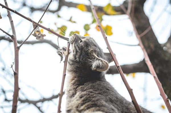 Gri Tekir Kedicik Kuru Bir Sonbahar Ağacının Dallarını Isırır — Stok fotoğraf