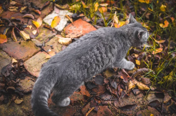 Full Length Gray Kitten Autumn Backyard — ストック写真