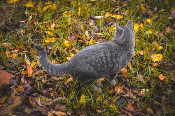 Sonbahar Arka Bahçesinde Tam Boy Gri Kedi Yavrusu — Stok fotoğraf