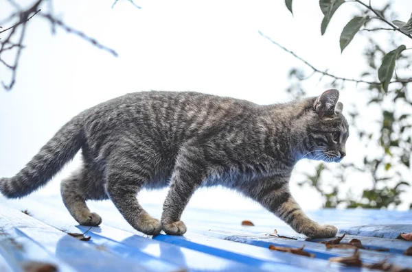 Grau Gestromte Kätzchen Geht Bei Trübem Wetter Auf Dem Bügeleisen — Stockfoto