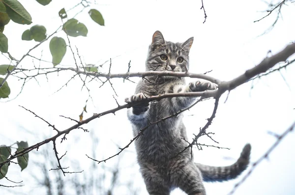 Grijs Tabby Kitten Volle Groei Leunt Takken — Stockfoto