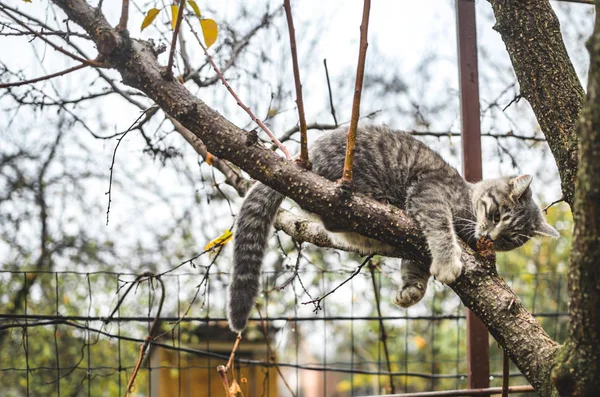 Grijs Tabby Kitten Houdt Stevig Vast Aan Tak Niet Vallen — Stockfoto