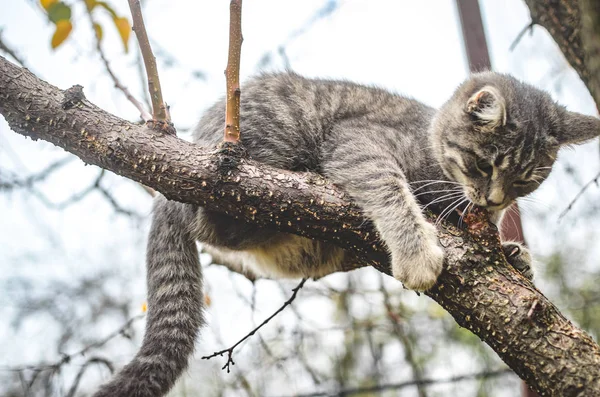 Grijs Tabby Kitten Houdt Stevig Vast Aan Tak Niet Vallen — Stockfoto