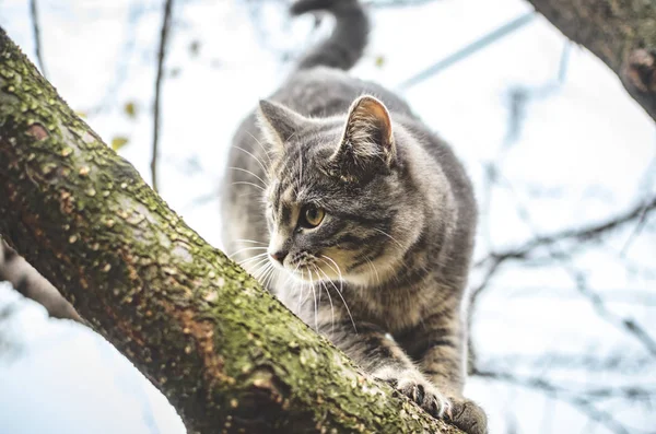 Cinza Tabby Kitten Equilibra Ramo Olha Para Lado — Fotografia de Stock