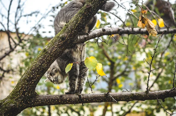 Gray Kitten Descends Tree Branch — Stock Photo, Image