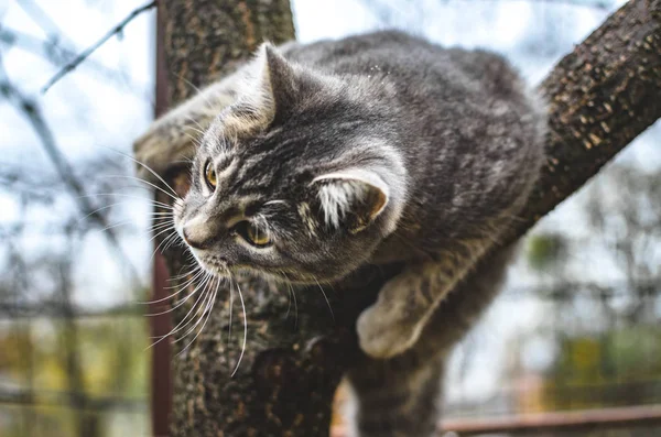 Gray Kitten Kruipt Een Droge Boom — Stockfoto