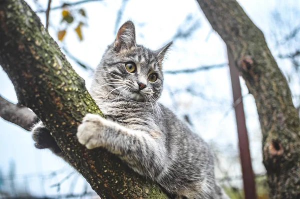 Gatinho Cinza Subiu Uma Árvore Seca Apega Ele — Fotografia de Stock