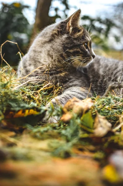 Grigio Gattino Tabby Trova Erba Secca Foto Profilo Verticale — Foto Stock