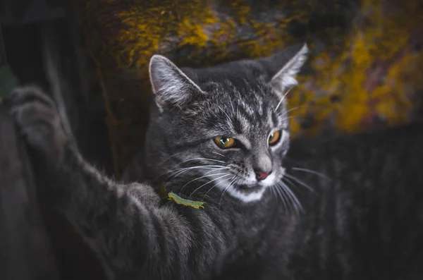 Arrabbiato Scontento Grigio Gattino Tabby — Foto Stock