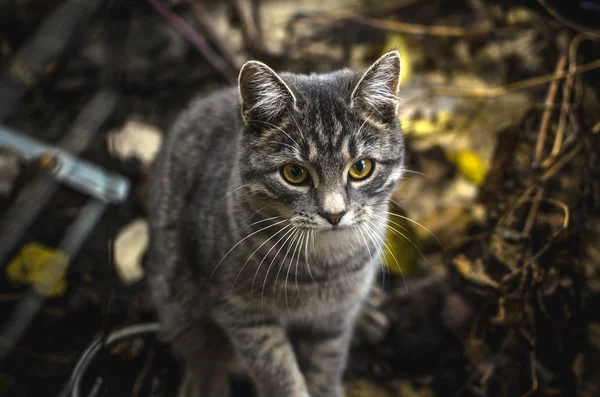 在干枯的后院里的灰胖胖的小猫 — 图库照片