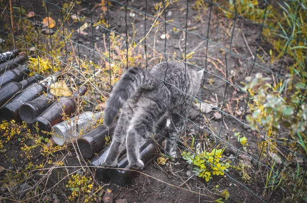 Gray Kitten Crawls Fence — Stock Photo, Image