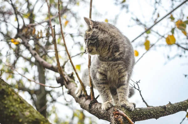 Grå Tabby Kattunge Saldon Gren Och Ser Bort — Stockfoto