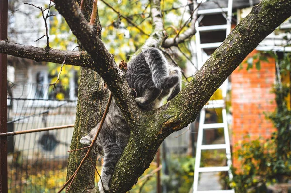 Серый Котёнок Спускается Ветку Дерева — стоковое фото