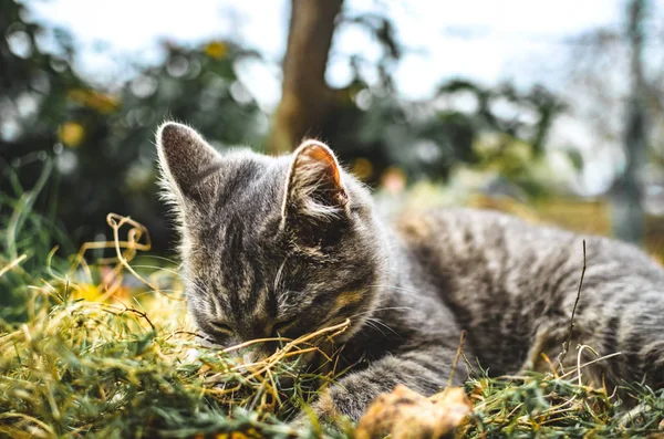 灰胖胖的小猫躺在埋在她身上的干草里 — 图库照片