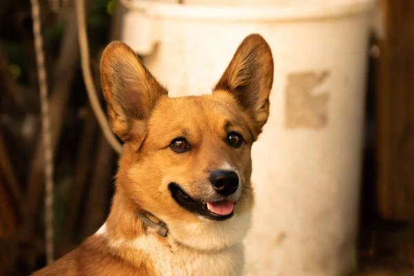 Galês corgi cão no fundo rural quintal e jardim engraçado animal retrato — Fotografia de Stock