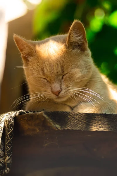 시골 집 뒤 뜰에서 쉬고 있는 평화 로운 생강 고양이 — 스톡 사진