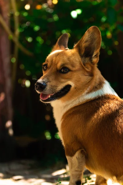 Welsh corgi against the background of green thickets on a sunny sunset day in the backyard — Stock Photo, Image