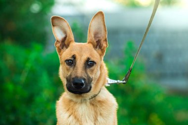 Büyük kulakları ve portresi olan şaşırmış ve dışavurumcu bir köpek.