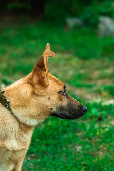 Perro con orejas divertidas retrato sobre fondo verde — Foto de Stock