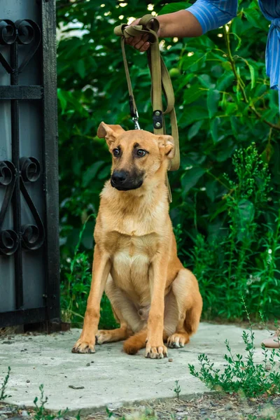 Verängstigter Hund am Zaun des Tores an der Leine mit Herrchen — Stockfoto