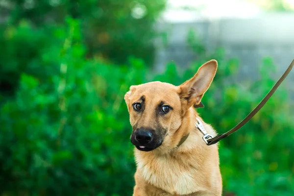 Frightened dog on a leash with very expressive eyes, animal in a veterinary shelter