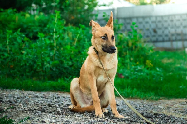 Frightened dog on a leash with very expressive eyes, animal in a veterinary shelter