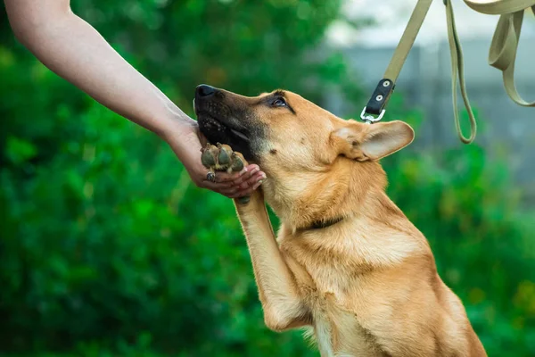 Man calms down frightened dog, animal is adopted, homeless shelter