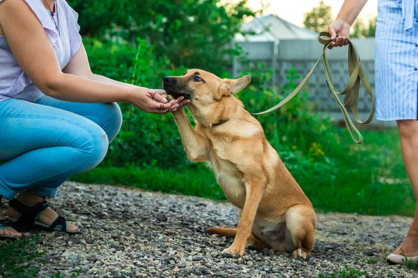 Человек успокаивает испуганную собаку, животное усыновляется, приют для бездомных — стоковое фото
