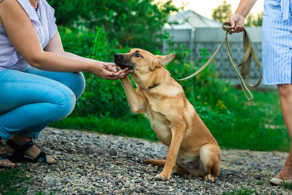 Man calms down frightened dog, animal is adopted, homeless shelter