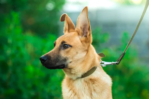 Surprised and expressive dog on a leash with big ears, portrait